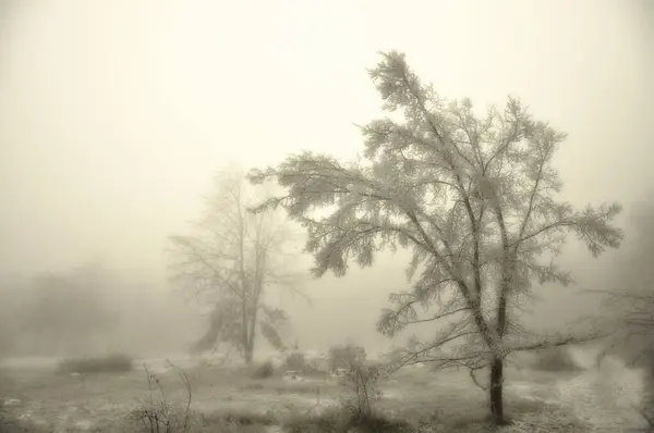 Záhadná Zimní Mlhavá Krajina Izolované Osamělé Listnaté Stromy Mlze Pochmurná — Stock fotografie