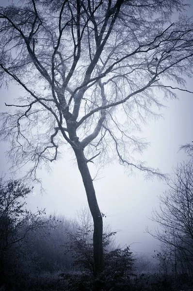 氷とライムで覆われた孤独な木で不思議な不気味な霧の冬の風景 フォグ チェコ共和国 ヨーロッパ — ストック写真
