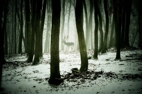 氷とライムで覆われた神秘的な不気味な霧の森 フォグ オークの木 おそらく秋の鹿 ウッドランド 冬の風景で チェコ共和国 ヨーロッパ — ストック写真