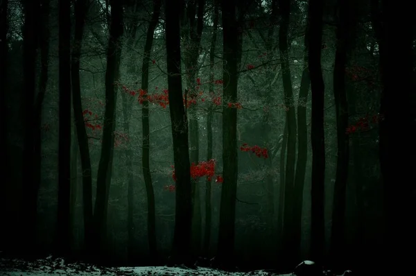 Záhadný Mlhavý Les Pokrytý Glazurním Ledem Vápnem Mlha Duby Červenými — Stock fotografie
