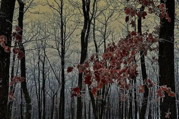 Снежный Лес Покрытый Глазурью Римом Туман Дубы Красные Листья Леса — стоковое фото