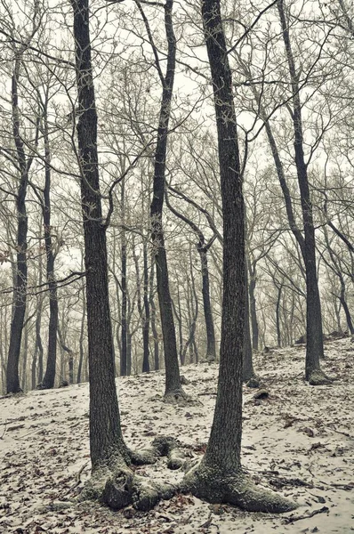 氷とライムで覆われた霧の雪の森 フォグ オークの木 ウッドランド 冬の風景 チェコ共和国 ヨーロッパ — ストック写真