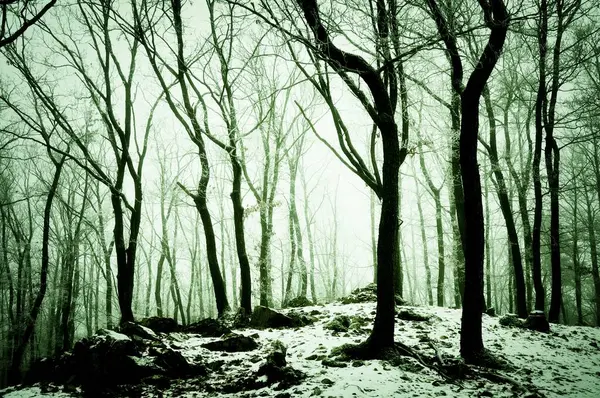 Snowy Forest Covered Glaze Ice Rime Fog Oak Trees Rocks — Stock Photo, Image