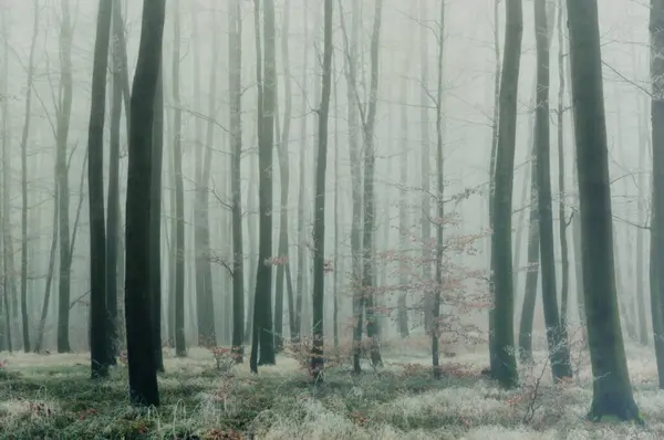 謎の霧の森 茶色の葉 緑の森のベッド 暗い冬の風景が付いているビーチの木 — ストック写真