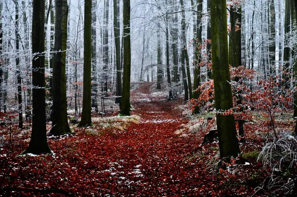 Mystérieuse Forêt Brumeuse Rime Route Couverte Feuillage Hêtres Paysage Hivernal — Photo