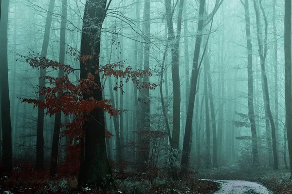 氷とライムで覆われた不思議な霧の森 ビーチ オークの木 暗い冬の風景 森のトレイル ヨーロッパ — ストック写真