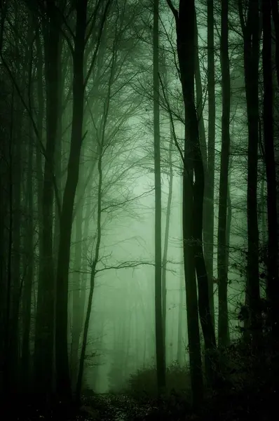 氷とライムで覆われた不思議な霧の森 ブナの木 暗い冬の風景 森のトレイル ヨーロッパ — ストック写真