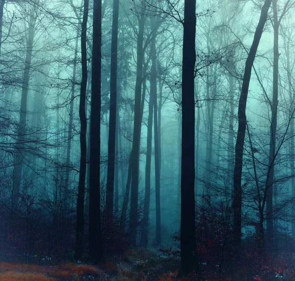 Misteriosa Floresta Nebulosa Coberta Com Gelo Esmalte Rime Nevoeiro Faia — Fotografia de Stock