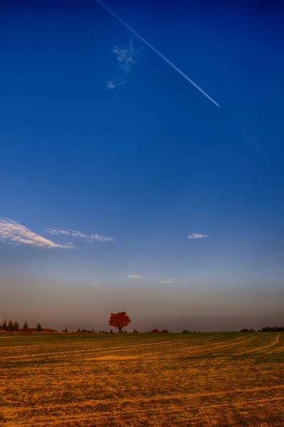 Egyedülálló Juharfa Színes Levelekkel Ősszel Ősszel Vidéki Táj Napfény Kék — Stock Fotó