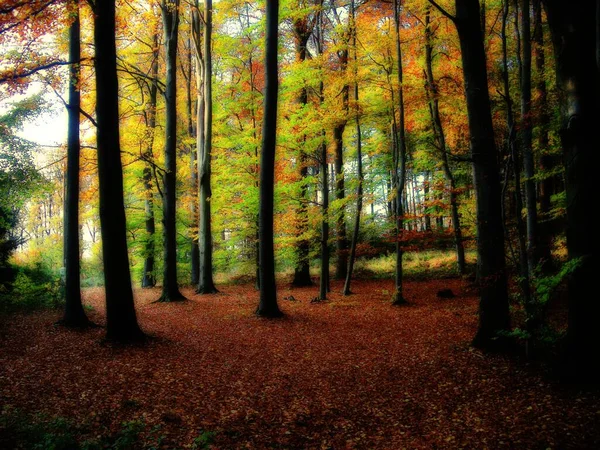 Forêt Arbres Feuilles Larges Automne Automne Feuillage Coloré Paysage Flou — Photo