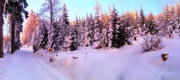 新鮮な雪が覆われた冬の風景 スプルースツリー クロスカントリースキーコース 冬の夕方 スキー 自然を緩和する パノラマ画像 チェコ共和国 — ストック写真