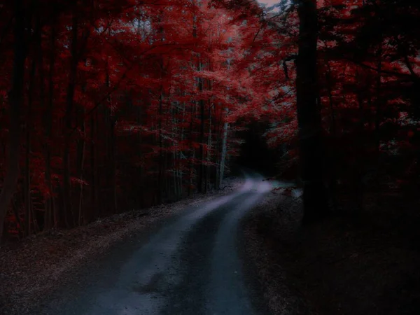 Koyu kırmızı ormanda S kıvrımlı yol, büyülü korkunç atmosfer, sonbahar, geniş yapraklı ağaçlar dinlendirici doğa. Yaratıcı işleme sonrası..
