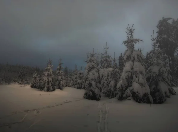 Vánoční Zimní Krajina Zasněžené Stromy Čerstvý Sníh Horský Les Modrá — Stock fotografie