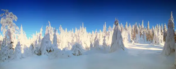 Зимовий Пейзаж Засніженими Ялиновими Деревами Гірським Лісом Сонцем Ясним Блакитним — стокове фото
