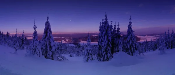Paisagem Inverno Cênica Árvores Abeto Nevadas Neve Fresco Floresta Montanha — Fotografia de Stock
