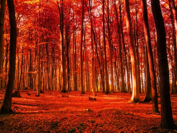秋の日差しの森 秋の太陽の光で葉の広い葉 創造的なポスト処理 自然を緩和する — ストック写真
