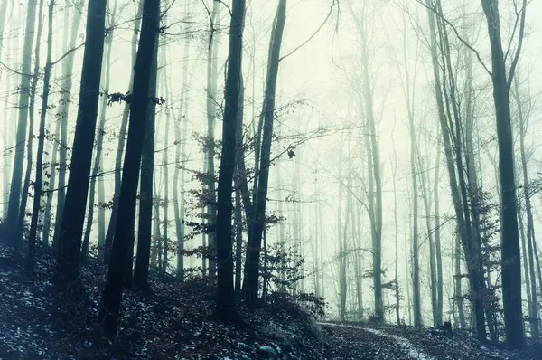 Misteriosa Foresta Nebbiosa Coperta Smalto Ghiaccio Rime Nebbia Faggi Cupo Foto Stock Royalty Free