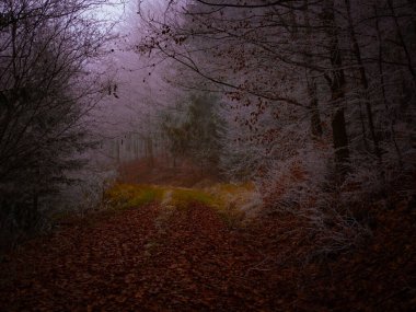 Sonbaharın sonlarında rime bulanmış gizemli sisli orman. Orman yolu renkli yapraklarla, sislerle, ağaçlarla kaplı, kasvetli sonbahar manzarası. Jeseniky Dağları, Doğu Avrupa, Moravya. 