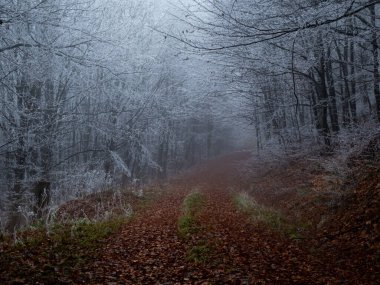 Sonbaharın sonlarında rime bulanmış gizemli sisli orman. Orman yolu renkli yapraklarla, sislerle, ağaçlarla kaplı, kasvetli sonbahar manzarası. Jeseniky Dağları, Doğu Avrupa, Moravya. 