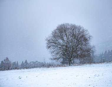 Şiddetli kar yağışı, kötü hava, sis, karla kaplı ağaçlar, dağ manzarası. Jeseniky Dağları, Çek Cumhuriyeti.