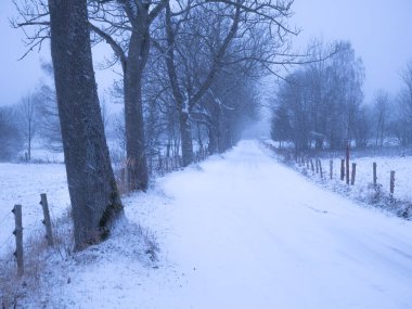 Şiddetli kar yağışı sırasında tehlikeli dağ asfaltı yolu, kötü hava koşulları, sis, karla kaplı ağaçlar ve ayaklanma. Jeseniky Dağları, Çek Cumhuriyeti.