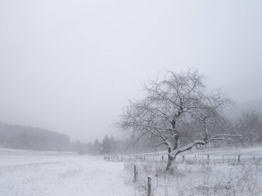 Yoğun kar yağışı sırasında tepe manzarası, kötü hava, sis, karla kaplı ağaçlar, dağ manzarası. Jeseniky Dağları, Çek Cumhuriyeti.