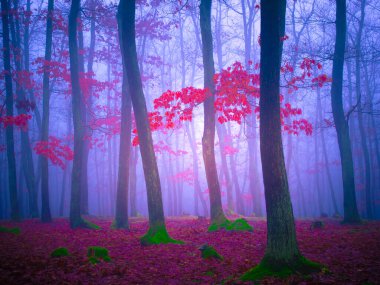 Gizemli sisli orman, meşe ağaçları, yapraklar, sis, ağaç gövdeleri, kasvetli manzara. Doğu Avrupa. 