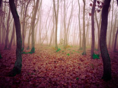 Gizemli sisli orman, meşe ağaçları, yapraklar, sis, ağaç gövdeleri, kasvetli manzara. Doğu Avrupa. 