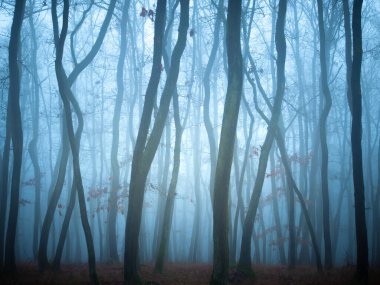 Gizemli sisli orman, meşe ağaçları, yapraklar, sis, ağaç gövdeleri, kasvetli manzara. Doğu Avrupa. 