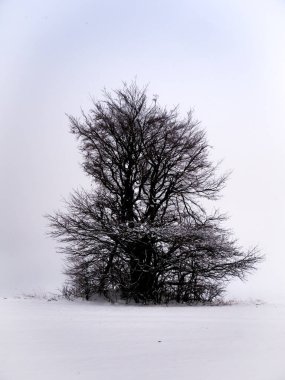 Gizemli kasvetli manzarayla çevrili ıssız bir ağaç. Kış karlı manzarası, Vysocina bölgesi, Avrupa. 