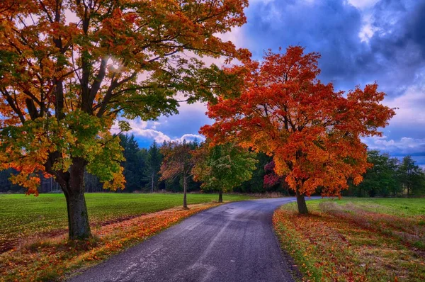 Maple trees with colored leafs along asphalt road at autumn/fall daylight. Countryside landscape, sunlight,cloudy sky.