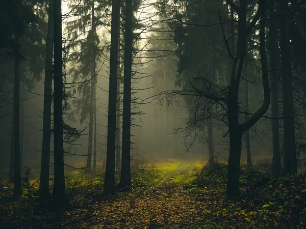 Ürkütücü sisli orman, orman yolu, ladin ağaçları, sis, sis. Sonbahar / sonbaharda kasvetli büyülü bir manzara. Jeseniky Dağları, Doğu Avrupa, Moravya. 
