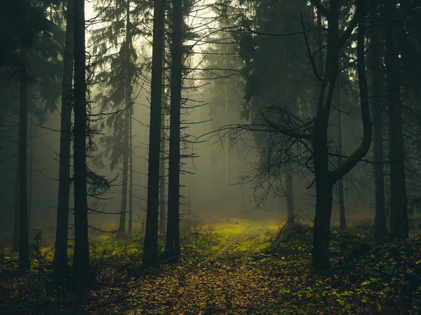 Creepy foggy forest, forest road, spruce trees, fog, mist. Gloomy magical landscape at autumn/fall. Jeseniky mountains, Eastern Europe, Moravia. 