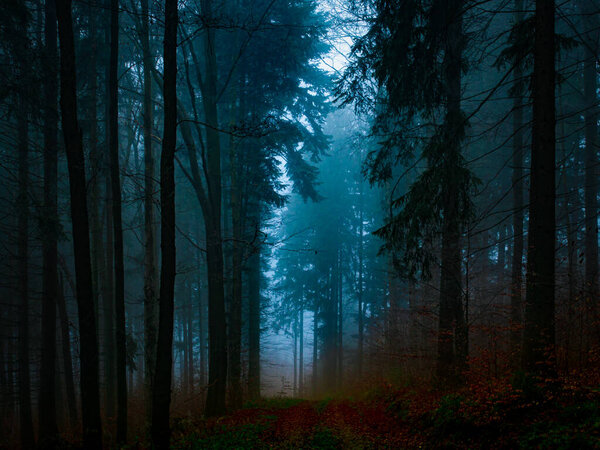 Таинственный туманный лес, покрытый изюмом поздней осенью. Лесная дорога, покрытая разноцветными листьями, туманом, деревьями, покрытыми римом, мрачным осенним пейзажем. Есеники, Восточная Европа, Моравия. 
