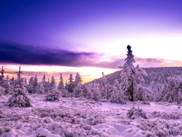 Gün batımından kısa bir süre önce karla kaplı ladin ağaçlarıyla kaplı dağlık bir arazide karlı bir manzara, dramatik bir gökyüzü, bulutlar. Rime 'li ladin ağaçları. Jesenik. Çek Cumhuriyeti..