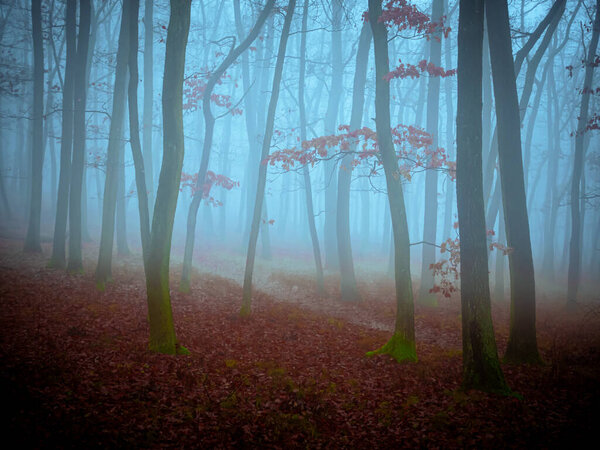 Mysterious foggy forest, oak trees, foliage, leafs,fog,tree trunks, gloomy landscape. Eastern Europe.