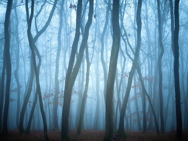 Таинственный туманный лес, дубы, листва, туман, стволы деревьев, мрачный пейзаж. Восточная Европа. 