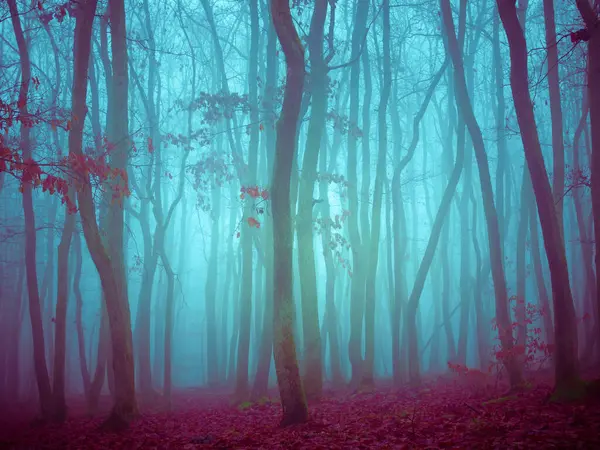 Misteriosa Foresta Nebbiosa Querce Fogliame Foglie Nebbia Tronchi Albero Paesaggio Fotografia Stock