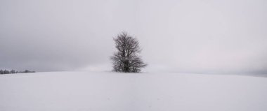 Gizemli kasvetli manzarayla çevrili ıssız bir ağaç. Kış karlı manzarası, Vysocina bölgesi, Avrupa. 