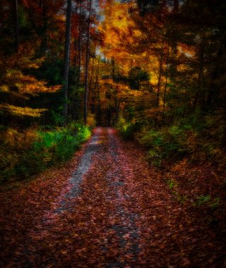 Büyülü sonbahar ormanı, renkli yapraklar, ağaç gövdeleri, orman yolu, sonbahar manzarası. Doğu Avrupa. Sarı, turuncu.