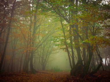 Gizemli sisli orman, renkli yapraklar, sis, ağaç gövdeleri, kasvetli sonbahar manzarası. Doğu Avrupa. 