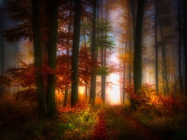 Mysterious foggy forest, beech trees, colorful foliage, leafs,fog,tree trunks, gloomy autumn landscape. Eastern Europe.  clipart