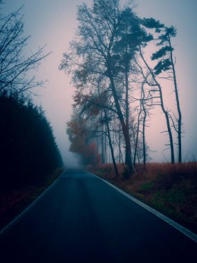 Sisli koşullarda asfalt yol, kötü hava, sis, çizgi, ağaçlar, sonbahar kasvetli manzarası.