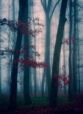 Sihirli sisli orman, sis, ağaç gövdeleri, kasvetli sonbahar manzarası. Doğu Avrupa. 