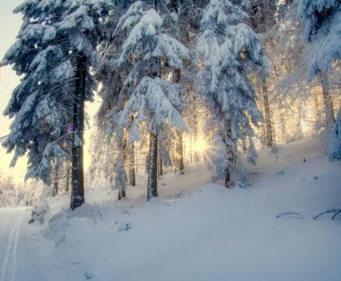 Taze karla kaplı ağaçlar, kargaşa, kar, dağ ormanı ve kışın güneşli bir günde kayak pisti. Çek Cumhuriyeti. 