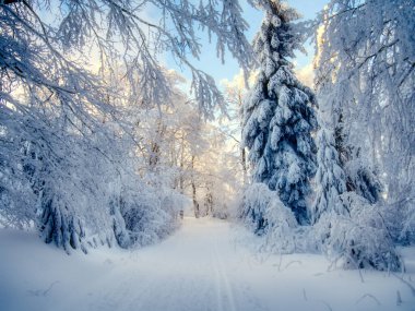 Taze karla kaplı ağaçlar, kargaşa, kar, dağ ormanı ve kışın güneşli bir günde kayak pisti. Çek Cumhuriyeti. 