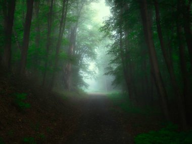 Yeşil sisli orman, güneş ışınları, yeşil yapraklar, güneş ışığı, sis. Ağaç gövdeleri, ağaç dalları, yapraklar, sis, orman yolu. Mystique doğayı rahatlatıyor. Çek Cumhuriyeti. 