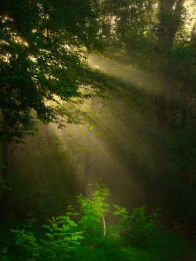 Yeşil sisli orman güneş ışınları, yeşil yapraklar, güneş ışığı, güneş ışınları, sis. Çek Cumhuriyeti.