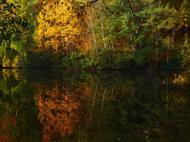 Sonbahar günü Watter yüzeyinde refleksli gizemli sisli orman, güneş ışığı, sis, yeşil ve sarı yapraklar. Mystique rahatlatıcı doğa, ürpertici ruh hali. Çek Cumhuriyeti, Avrupa. 
