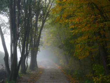 Sonbahar günü orman yolu olan gizemli sisli orman, güneş ışığı, sis, yeşil ve sarı yapraklar. Mystique rahatlatıcı doğa, ürpertici ruh hali. Çek Cumhuriyeti, Avrupa. 